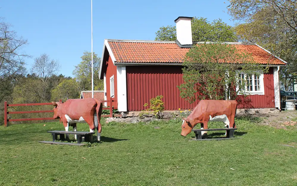 Jan Forsbergs kossor Glora och Majros, 1993. Foto: Jocke Arfvidsson, 2015